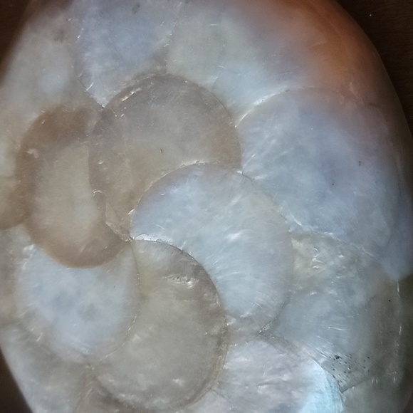 Tortoise Shell Dish - Picture 4 of 4